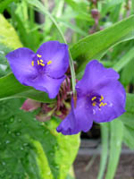 Dreimasterblume 'Leonora'