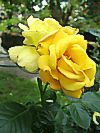 Rose 'Arthur Bell'