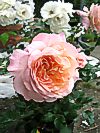 Rose 'Augusta Luise'