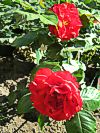 Rose 'Chorus'