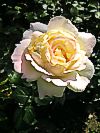 Rose 'Gloria Dei'