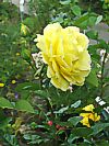 Rose 'Golden Gate'