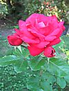 Rose 'Gruß an Heidelberg'