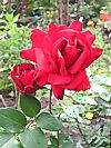 Rose 'Ingrid Bergmann'