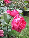 Rose 'Pink Claud'
