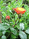 Rose 'Rumba'