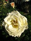 Rose 'Schneewalzer'