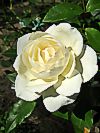 Rose 'Schneewittchen'