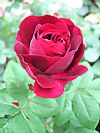 Rose 'Souvenir du Dr. Jamain'