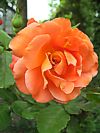 Rose 'Westerland'
