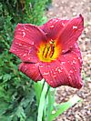 Taglilie 'Little Joy'